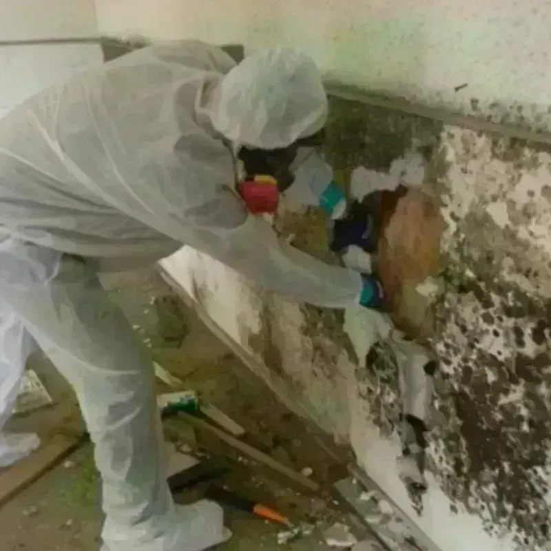 Mold Remediation and Removal in Leland, MI